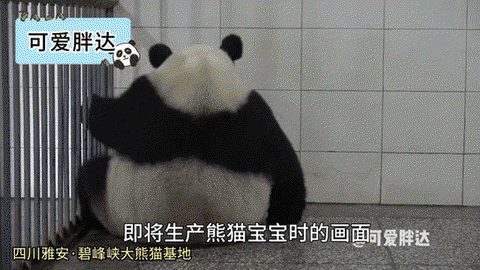 迷你世界里的熊猫怎么生宝宝