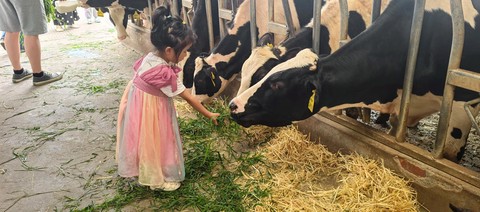 迷你世界的牛怎么挤奶